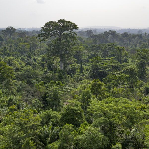 Cameroon forest canopy