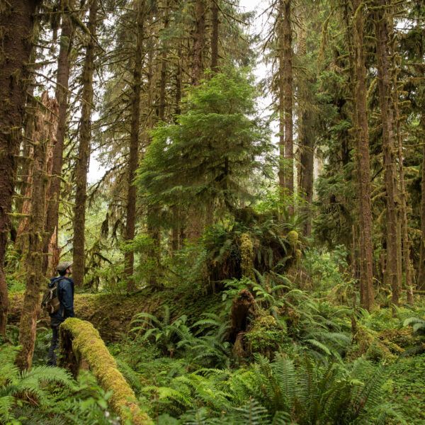 A deep, dense jungle so green and brown and alive it takes a moment to notice a man in the center left of the image, small in the frame and looking up at a smaller tree in the center of the frame